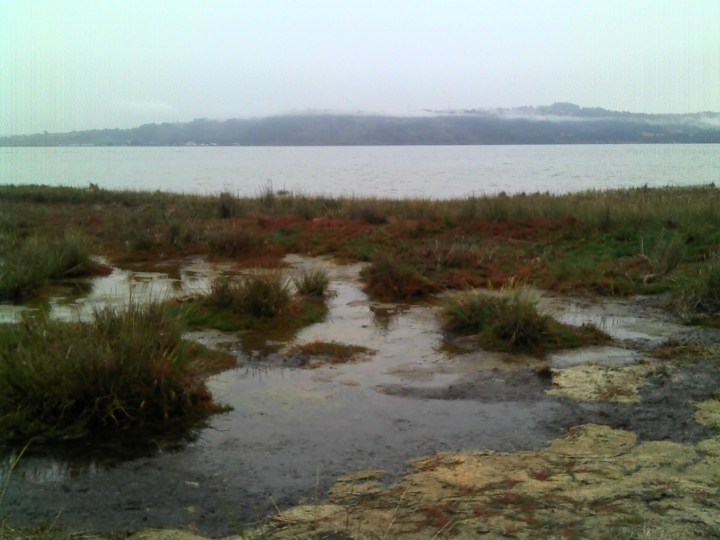 marshy edge of bay wetlands